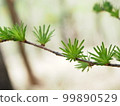 Larch of Larch 99890529