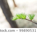 Larch of Larch 99890531