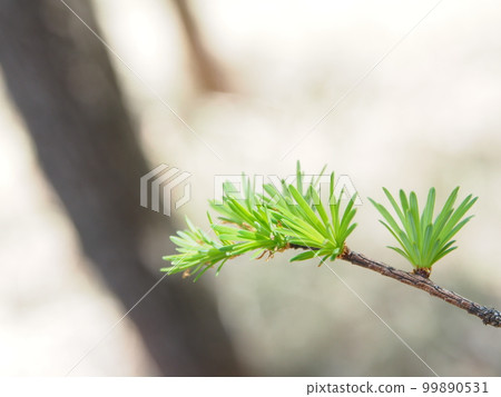 Larch of Larch Larch of Larch 99890531