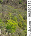 Fresh green (from the trail to Mt. Shayama) 99890532