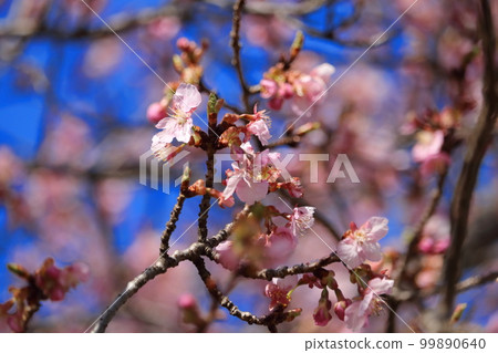 Kawazu cherry tree Kawazu cherry tree 99890640