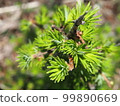 Larch of Larch 99890669