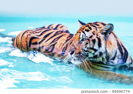 Tiger is lying in pool 99890774