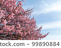 Kawazu cherry tree and blue sky 99890884