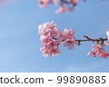 Kawazu cherry tree and blue sky 99890885