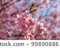 Kawazu cherry tree and blue sky 99890886