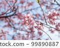 Kawazu cherry tree and blue sky 99890887