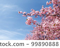 Kawazu cherry tree and blue sky 99890888