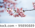Kawazu cherry tree and blue sky 99890889
