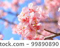 Kawazu cherry tree and blue sky 99890890