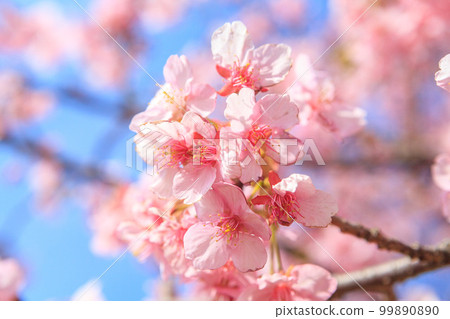 Kawazu cherry tree and blue sky 99890890