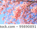Kawazu cherry tree and blue sky 99890891