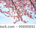 Kawazu cherry tree and blue sky 99890892