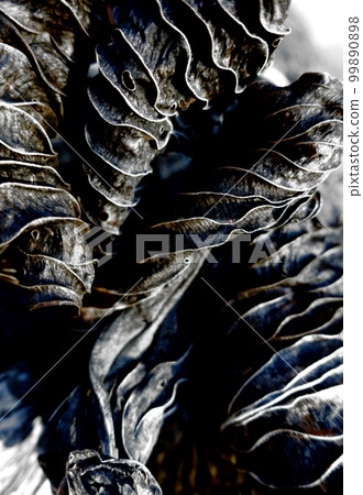 枯葉的圖案 99890898