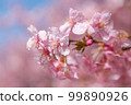 Kawazu cherry blossoms 99890926