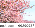 Row of cherry trees 99890927