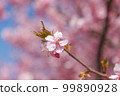 Kawazu cherry blossoms 99890928