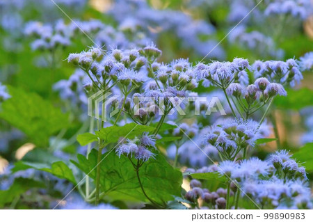 flower flower 99890983