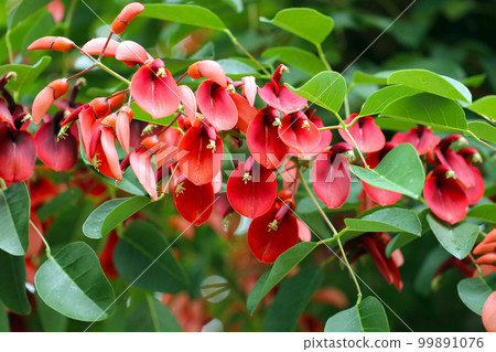 An American deigo tree blooming bright red flowers, a close-up of a flower branch that blooms like a cluster. An American deigo tree blooming bright red flowers, a close-up of a flower branch that blooms like a cluster. 99891076