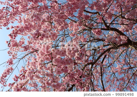A weeping cherry tree that you want to wrap in the gentle flow of time - 4 99891498