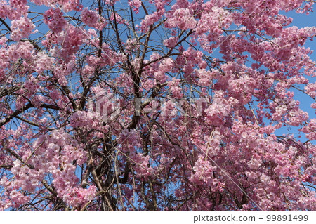 A weeping cherry tree that you want to wrap in the gentle flow of time-5 A weeping cherry tree that you want to wrap in the gentle flow of time-5 99891499