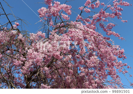 想用時間的流逝包裹的垂枝櫻花 - 7 99891501