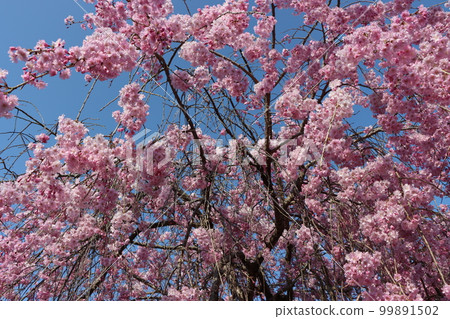 想用溫柔的時間流包裹的垂枝櫻花-8 想用溫柔的時間流包裹的垂枝櫻花-8 99891502