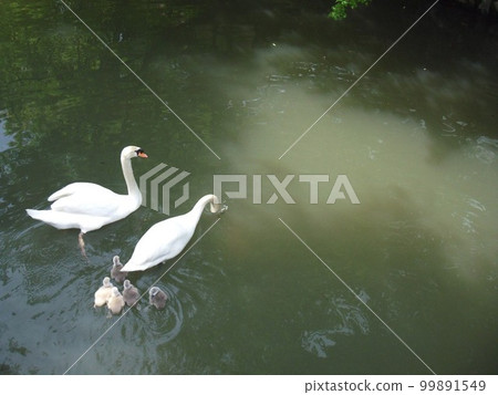 Swan family swimming in the pond 99891549