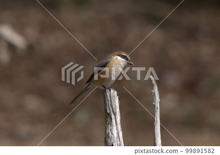 伯勞 伯勞 99891582