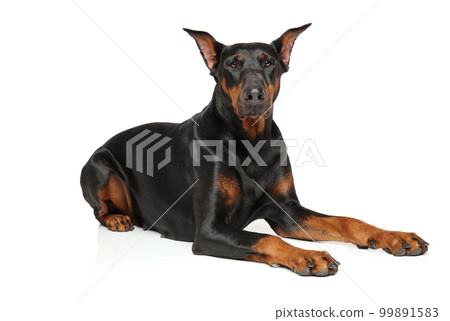 Doberman, lying on a white background 99891583