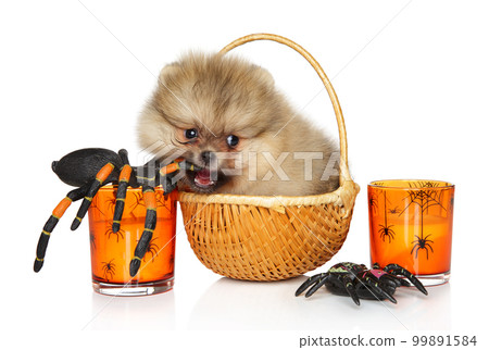 Pomeranian puppy, in a wicker basket, bites a huge spider Pomeranian puppy, in a wicker basket, bites a huge spider 99891584