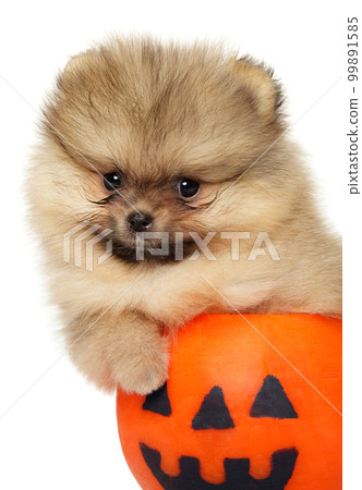 Pomeranian puppy sitting in Halloween candle Pomeranian puppy sitting in Halloween candle 99891585