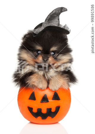 Pomeranian puppy in a black witch hat Pomeranian puppy in a black witch hat 99891586