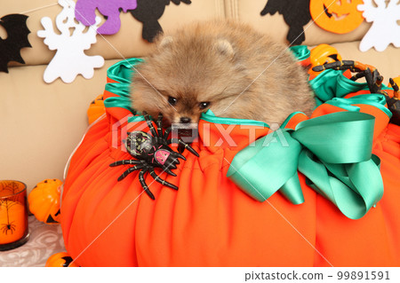 Pomeranian puppy in a huge orange basket 99891591
