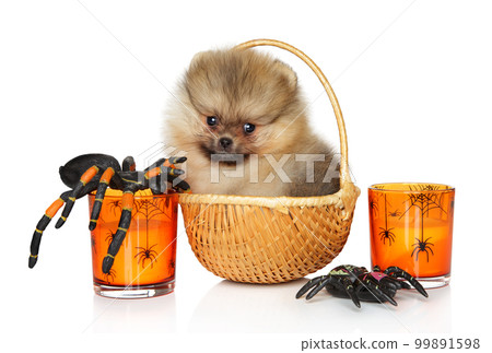Pomeranian puppy sits in a wicker basket 99891598