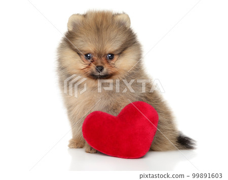 Pomeranian Spitz puppy with a red heart-shaped toy 99891603