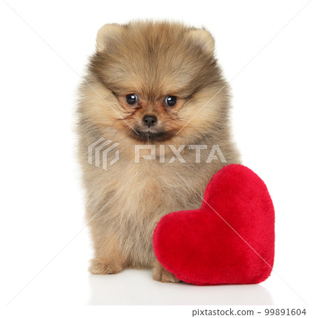 Spitz puppy with a soft heart-shaped toy Spitz puppy with a soft heart-shaped toy 99891604