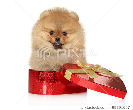 Spitz puppy sits in red heart-shaped gift box 99891607