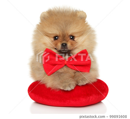 Happy Spitz puppy with a large bow 99891608