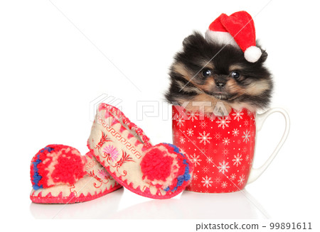 Spitz puppy in red Christmas hat sits in a mug 99891611
