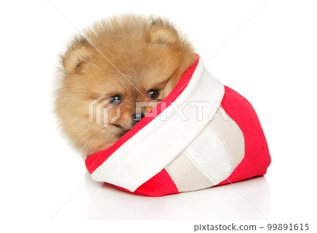 Pomeranian puppy in red Christmas hat Pomeranian puppy in red Christmas hat 99891615