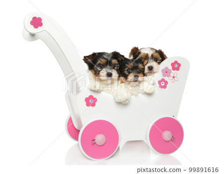 Beaver Yorkshire puppies sitting in baby carriage Beaver Yorkshire puppies sitting in baby carriage 99891616