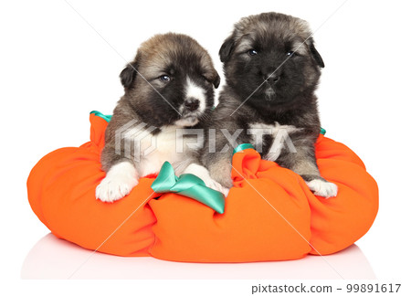 Caucasian Shepherd puppies lie on a soft pillow 99891617