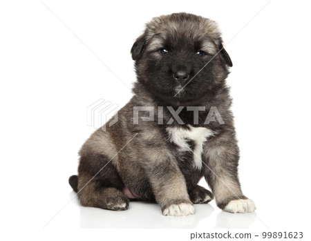 Caucasian Shepherd puppy on a white background Caucasian Shepherd puppy on a white background 99891623