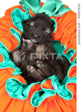 Caucasian shepherd puppy lies in a soft pillow 99891626