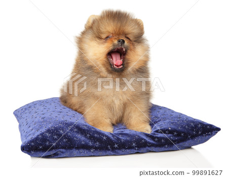 Pomeranian puppy yawns while sitting on a pillow 99891627