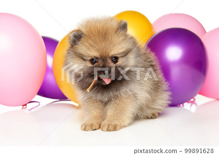 A playful Pomeranian puppy with multi-colored balls 99891628