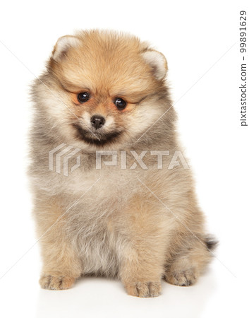 Pomeranian puppy on a white background 99891629