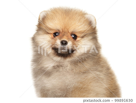 Pomeranian puppy on a white background 99891630