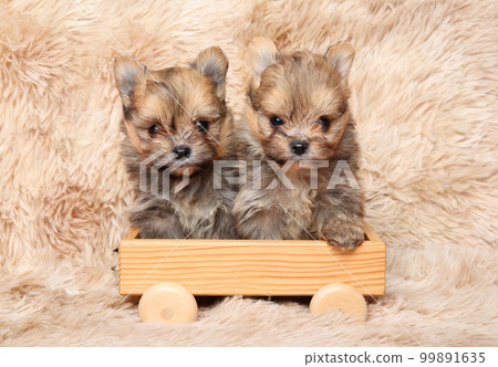 Two Pomeranian puppies on a wooden toy 99891635
